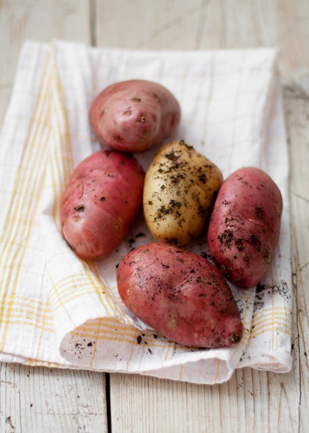 [Eggplant-potato21.jpg]