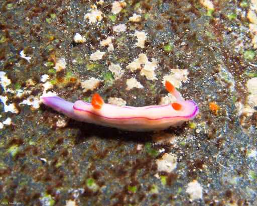 P4223160