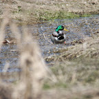 IMG_0966.JPG