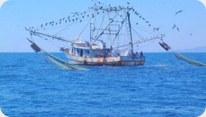 barco pesquero barco pesquero