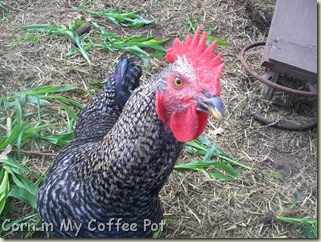 Chicken Closeups  last week Nov 2011 001