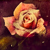 rose78.jpg
