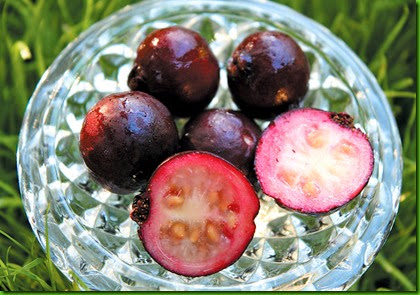 Psidium eugeniaefolia Psidium eugeniaefolia