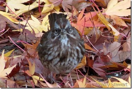 Song Sparrow in the leaves