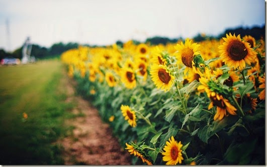 sunflowers-yellow-field-nature-hd-wallpaper