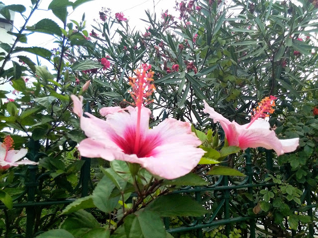 Flores do Lis - Cor de Rosa