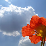 gartenkresse vor himmel Berliner Bilder