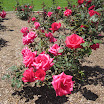 Rose Garden at the Mission 060.JPG