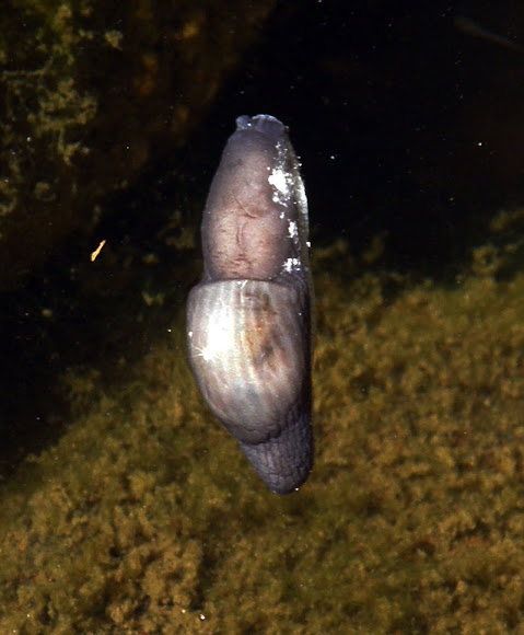 Spotting Image 1