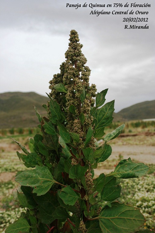 [Quinua_en_75_de_Floracion-Ruben_Mira%255B1%255D%255B2%255D.jpg]