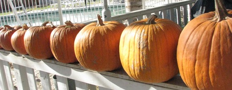 IMG_7516 IMG_7516