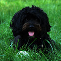 dog