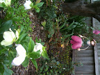 Sep 8 - Helleborus fairy
