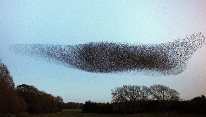 starling-murmuration-4