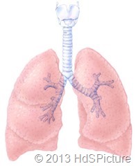 gambar paru-paru