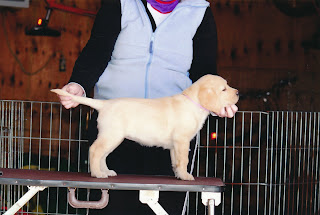 Brinkley at 7 weeks in a nice Show Stack