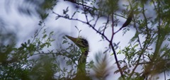 Baby Green Heron BSP