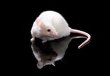 mice models mice models