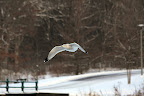 Lots of these birds were flying around the ponds at Washington Park.
