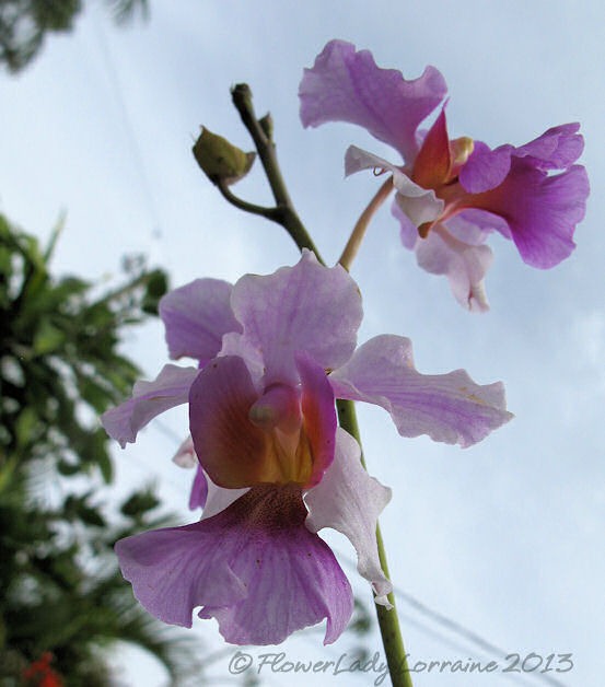 [03-14-vanda-orchids%255B4%255D.jpg]