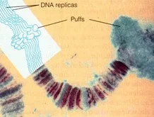 chromosome puffs or Balbiani rings