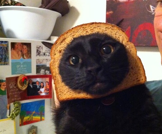 [breaded-cats-7%255B2%255D.jpg]
