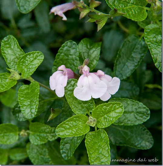 Salvia x jamensis 'Peter Vidgeon' Salvia x jamensis 'Peter Vidgeon'