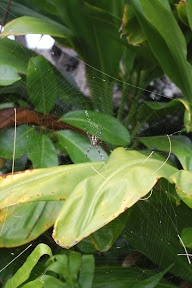 DSC_0968.jpg