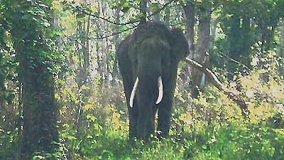 [Foresta%2520di%2520Mulai%2520%2528India%252C%2520Assam%2529%2520ed%2520elefante%255B9%255D.jpg]