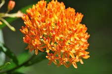 DSC_1832.JPG
