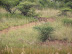 South Africa Day 1 - On Safari