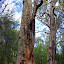 Oldest In The Forest:  The "Grandma" Tingle Tree - Valley of the Giants, Australia