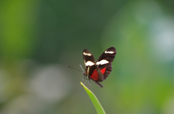 Heliconius ricini (LINNAEUS, 1758). Rivière Comté, 9 novembre 2012. Photo : J.-M. Gayman