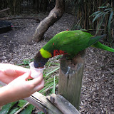 Someone feeding a lorikeet at the Nashville Zoo 09032011b