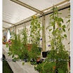 Horticulture 013.jpg