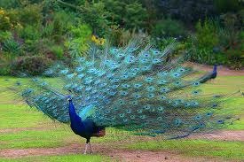 [peacock%255B3%255D.jpg]
