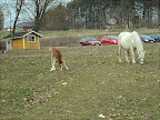 Sputnik april 2011