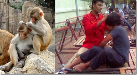 monkey manidhan