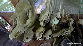 The skulls next to the dinner table.  The big one is a water buffalo