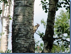 2229 Manitoba Lake Audy Rd West Riding Mountain National Park - Lake Audy Bison Range - Immature Yellow-bellied Sapsucker