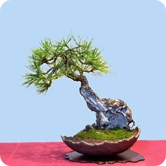 pine_jpg pine_jpg