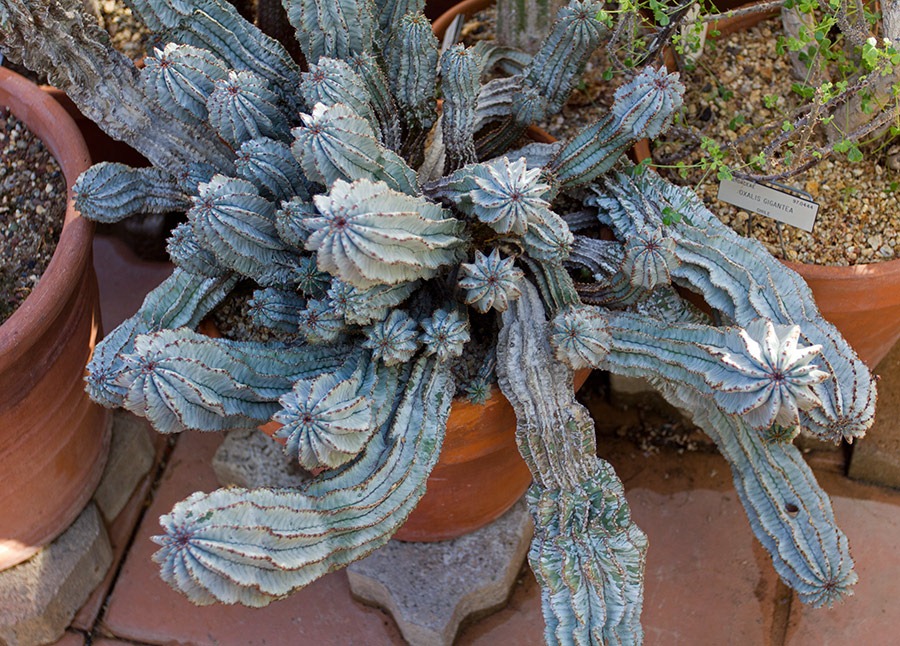 [111228_UCBG_Euphorbia-horrida_3.jpg]