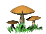 Cogumelos (29)