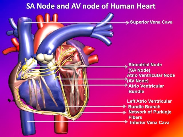SA node and AV node of heart
