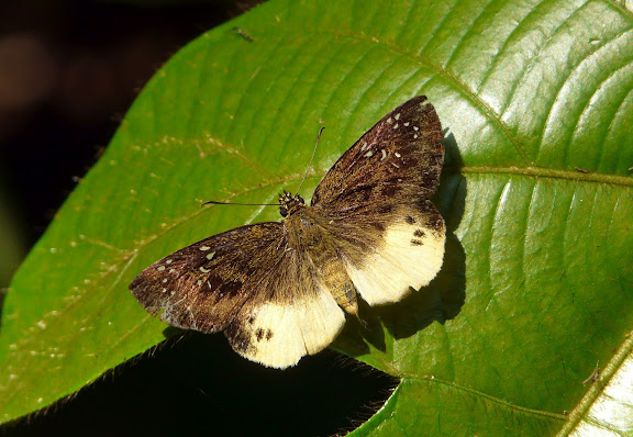 Hesperiidae : probablement Ceratrichia nothus FABRICIUS, 1787. Bobiri Forest (Ghana), 16 décembre 2009. Photo : J. F. Christensen