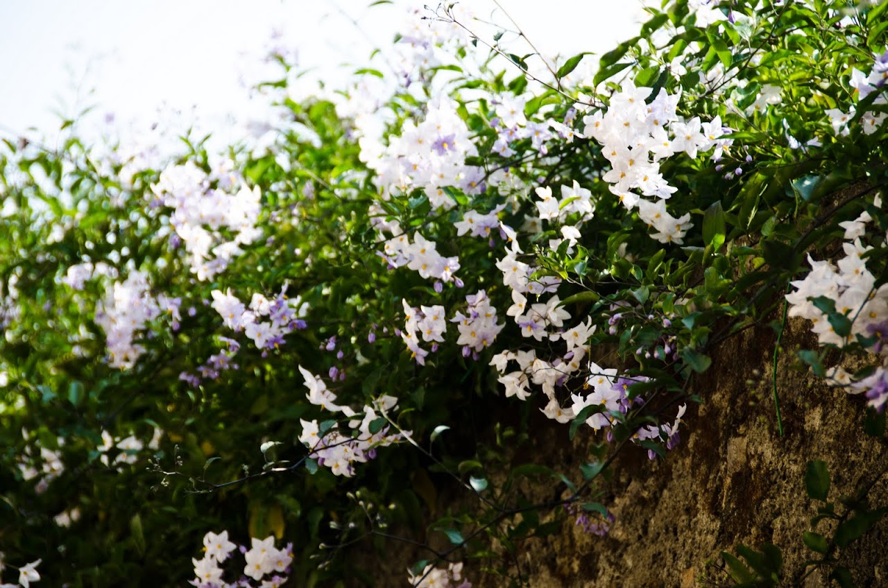 Flowers on a vine in Tuscany