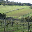 Chef-led journey through the Mornington Peninsula fifteen IMG_1621.jpg