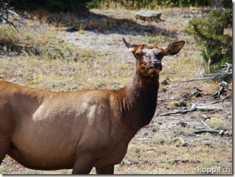 110825 NP Yellowstone (41)