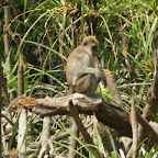 auch Languren können wir sichten (Presbytis crystata)