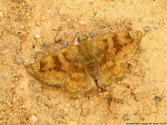 Pyrginae : Nisoniades sp. ; probablement : Nisoniades bipuncta (SCHAUS, 1902). Pitangui (MG, Brésil), 18 mai 2013. Photo : Nicodemos Rosa